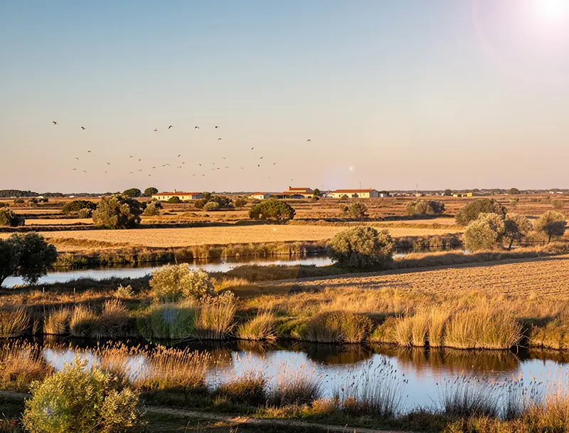 jardin paysager sur une colline au coucher du soleil avec arbre et chemin en pierre