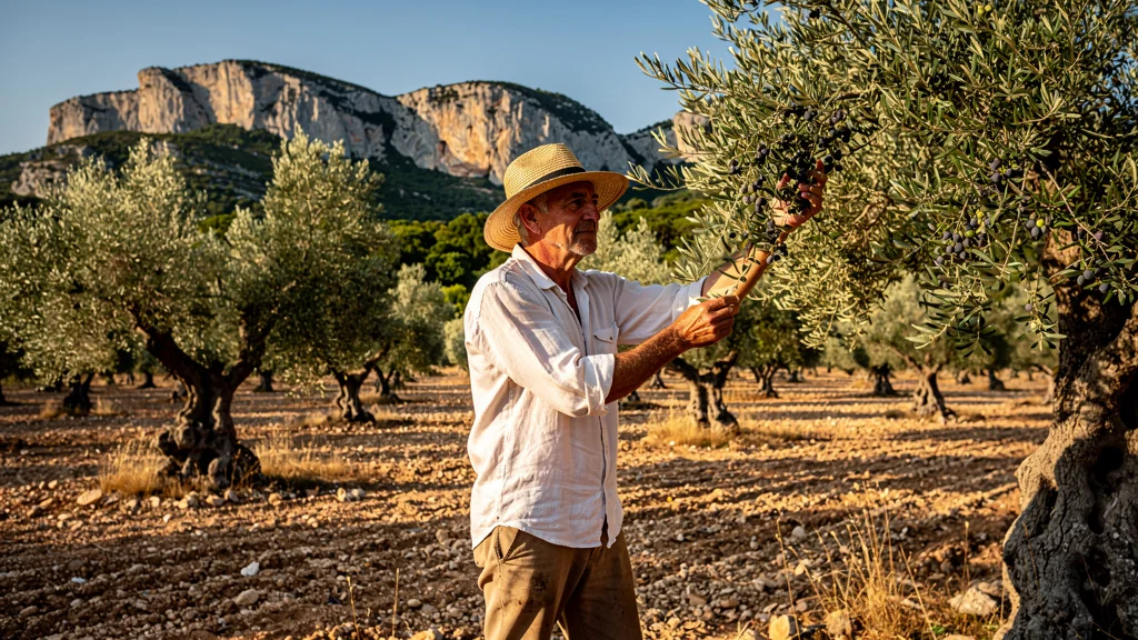 Oleiculteur des Alpilles dans un verger conduit en sec sous la lumière dorée de l'été